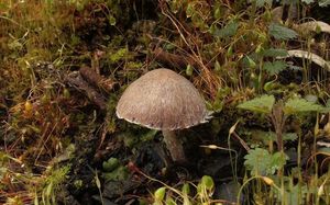 Křehutka opýřená - Psathyrella pennata (Fr.) A. Pearson & Dennis