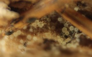 Pavučinovka zlatavá - Arachnopeziza aurata