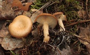 Strmělka kořínkatá - Rhizocybe vermicularis (Fr.) Vizzini, G. Moreno, P. Alvarado & Consiglio