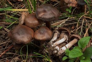 Pavučinec červenokaštanový - Cortinarius vernus H. Lindstr. & Melot 1994