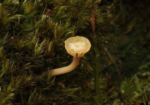 Kalichovka okoličnatá - Lichenomphalia umbellifera (L.) Redhead, Lutzoni, Moncalvo & Vilgalys 2002