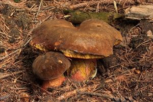 Klikni pro velký obrázek