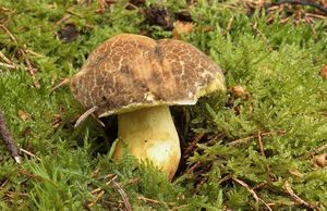 Klikni pro velký obrázek