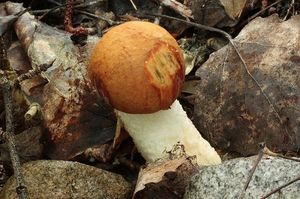 Klikni pro velký obrázek