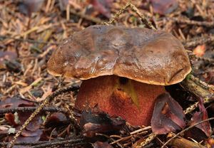 Klikni pro velký obrázek