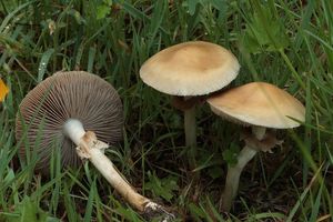 Polnička raná - Agrocybe praecox  (Pers.) Fayod 1889