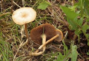 Polnička polokulovitá - Agrocybe pediades (Fr.) Fayod 1889