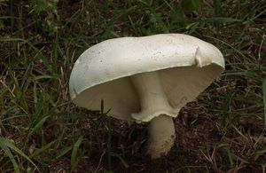 Bedla zardělá - Leucoagaricus leucothites (Vittad.) Wasser