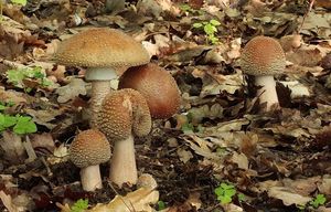 Muchomůrka růžovka - Amanita rubescens Pers. 1797