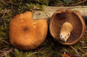 Vláknice potměchuťová - Inocybe dulcamara (Pers.) P. Kumm.