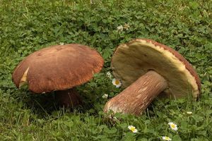 Hřib dubový - Boletus reticulatus Schaeff. 1774