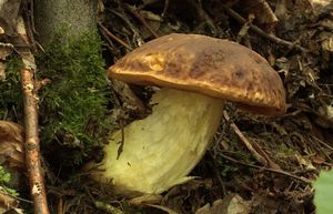 Klikni pro velký obrázek