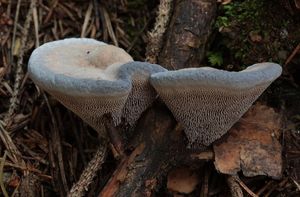 Lošákovec blankytný - Hydnellum caeruleum (Hornem.) P. Karst.