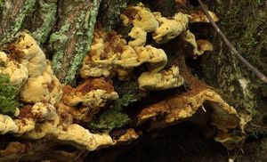 Ohňovec rybízový - Phellinus ribis syn. Phylloporia ribis