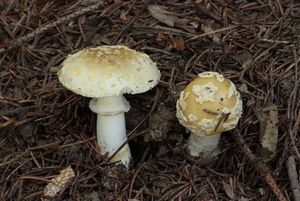 Muchomůrka drsná - Amanita franchetii (Boud.) Fayod 1889