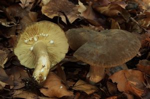 Ryzec křídlatovýtrusý - Lactarius pterosporus Romagn. 1949