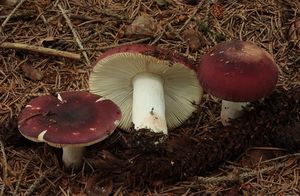 Holubinka brunátná - Russula badia Quél. 1881