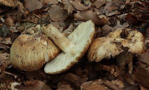 Holubinka tmavolemá - Russula illota Romagn.