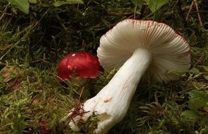 Holubinka vrhavka - Russula emetica (Schaef.:Fr.) Pers.