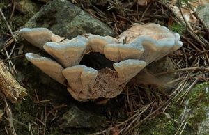 Lošákovec blankytný - Hydnellum caeruleum (Hornem.) P. Karst.