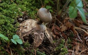 Hvězdovka dlouhokrká - Geastrum pectinatum  Pers. (1801)