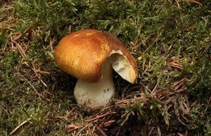 Klikni pro velký obrázek