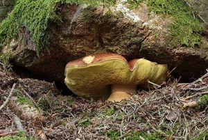 Klikni pro velký obrázek