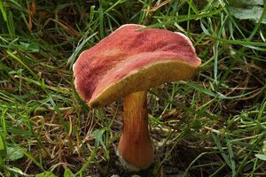 Klikni pro velký obrázek