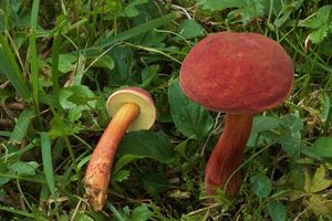 Klikni pro velký obrázek