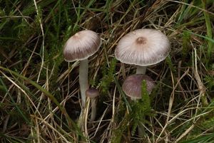 Voskovka žlutonohá - Hygrocybe flavipes