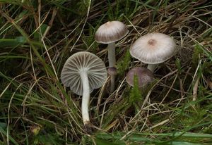 Voskovka žlutonohá - Cuphophyllus flavipes (Britzelm.) Bon 1985