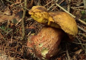 Hřib kovář - odbarvený - Boletus luridiformis var. discolor (Quél.) Kr