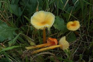 Voskovka kluzkonohá - Hygrocybe glutinipes