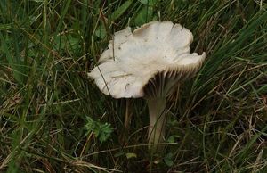 Voskovka žlutonohá - Cuphophyllus flavipes (Britzelm.) Bon 1985