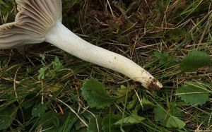 Voskovka žlutonohá - Hygrocybe flavipes