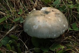 Holubinka kachní - Russula anatina Romagn. 1967