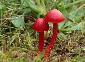 Voskovka šarlatová - Hygrocybe coccinea (Schaeff.) P. Kumm., 1871