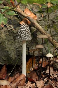 Hnojník strakatý - Coprinus picaceus