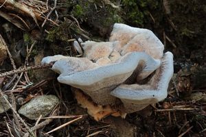 Lošákovec blankytný - Hydnellum caeruleum (Hornem.) P. Karst.