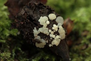 Voskovička buková - Hymenoscyphus fagineus (Pers.) Dennis