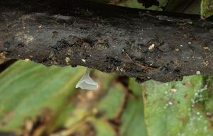 Číšoveček kápovitý - Calyptella capula (Holmsk.) Quél.