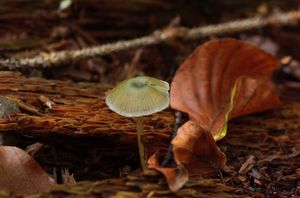 Kalichovka namodralá - Chromosera cyanophylla (Fr.) Redhead, Ammirati et Norvell