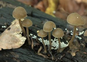 Kržatka hnědoolivová - Simocybe centunculus