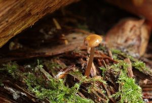 Kalichovka namodralá - Chromosera cyanophylla (Fr.) Redhead, Ammirati et Norvell
