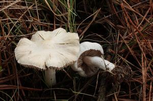 Vláknice stinná - Inocybe umbratica Quél.