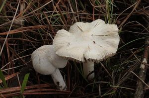 Vláknice stinná - Inocybe umbratica Quél.