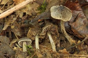 Závojenka plstnatá - Entoloma araneosum (Quél.) M. M. Moser