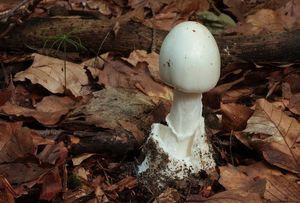 Muchomůrka zelená bílá - Amanita phalloides var. alba (Vittad.) E.-J.