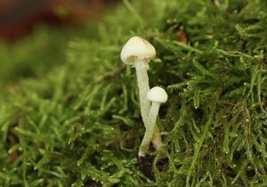 Bedlička polonahá - Cystolepiota seminuda (Lasch) Bon 1976