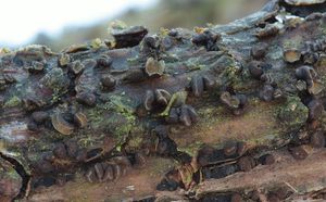 Kornice borová - Cenangium ferruginosum Fr. 1828